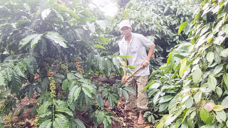 Ông Klu (làng Ea Lũh, xã Nghĩa Hưng) chăm sóc vườn cà phê của gia đình. Ảnh: H.P