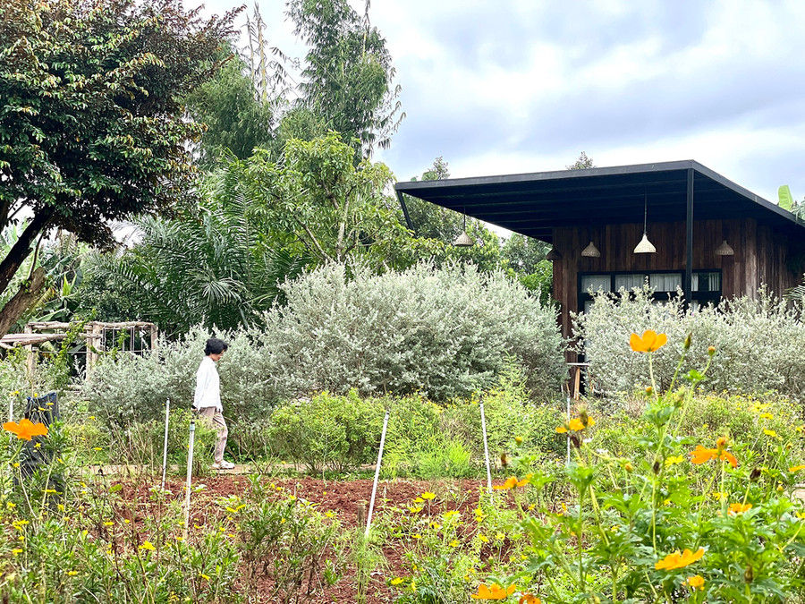 Năng lượng bình an đến từ cây cỏ ở Paksong farmstay. Ảnh: P.D