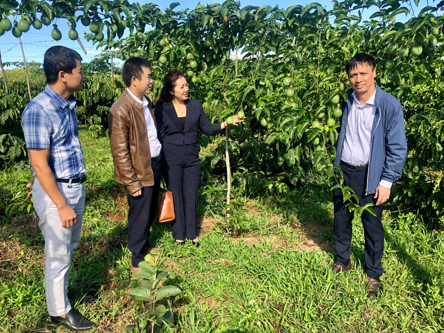 Các đại biểu tham quan mô hình trồng mới và thâm canh chanh leo theo tiêu chuẩn VietGAP tại xã Ia Tiêm (huyện Chư Sê). Ảnh: Lê Nam Các đại biểu tham quan mô hình trồng mới và thâm canh chanh leo theo tiêu chuẩn VietGAP tại xã Ia Tiêm (huyện Chư Sê). Ảnh: Lê Nam