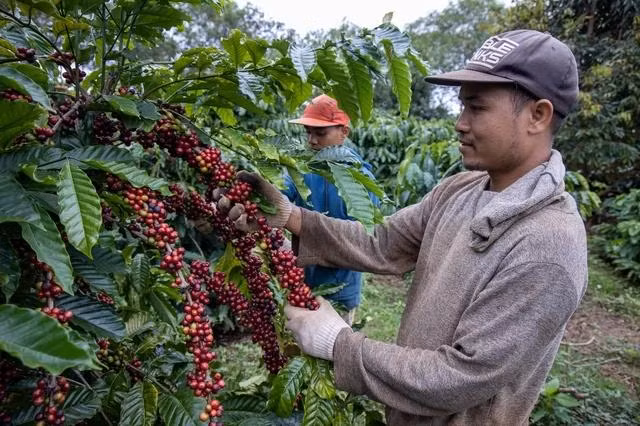 Giá cà phê tăng mạnh trong tuần này. Ảnh: MINH ĐĂNG