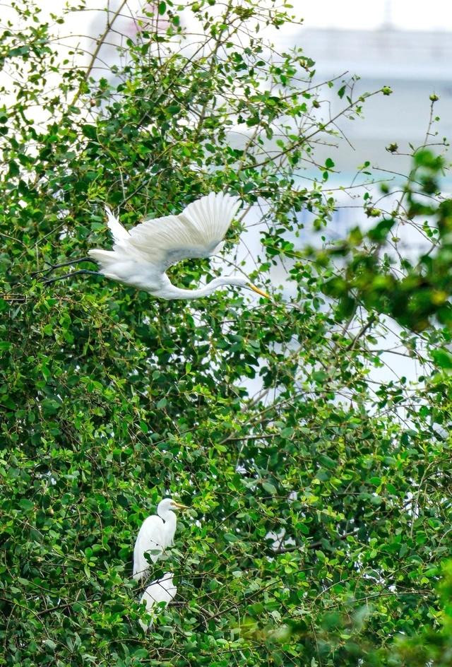 Cò trắng trú ngụ ở sông Hàn. ẢNH: VĂN DŨNG Cò trắng trú ngụ ở sông Hàn. ẢNH: VĂN DŨNG