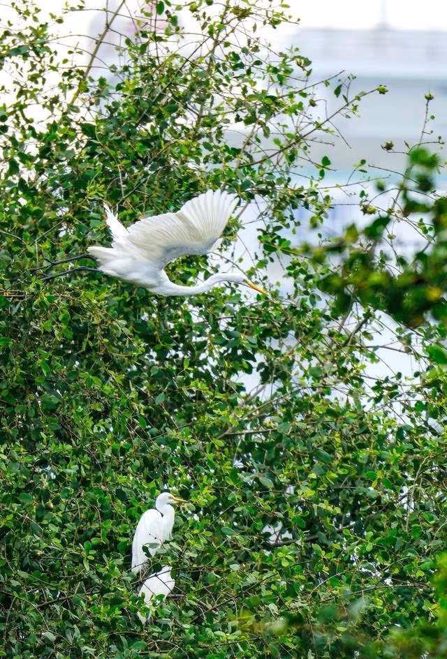 Cò trắng trú ngụ ở sông Hàn. ẢNH: VĂN DŨNG