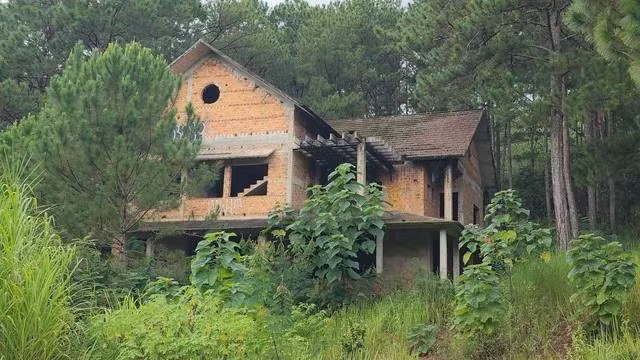 Biệt thự bỏ hoang giữa rừng thông. Ảnh: Lâm Viên