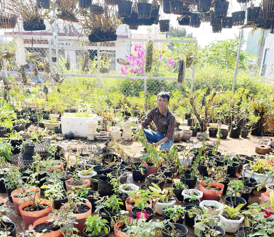 Mỗi năm, vườn hoa, cây cảnh mang lại cho gia đình anh Lê Hữu Trường hơn 250 triệu đồng. Ảnh: Hà Chi