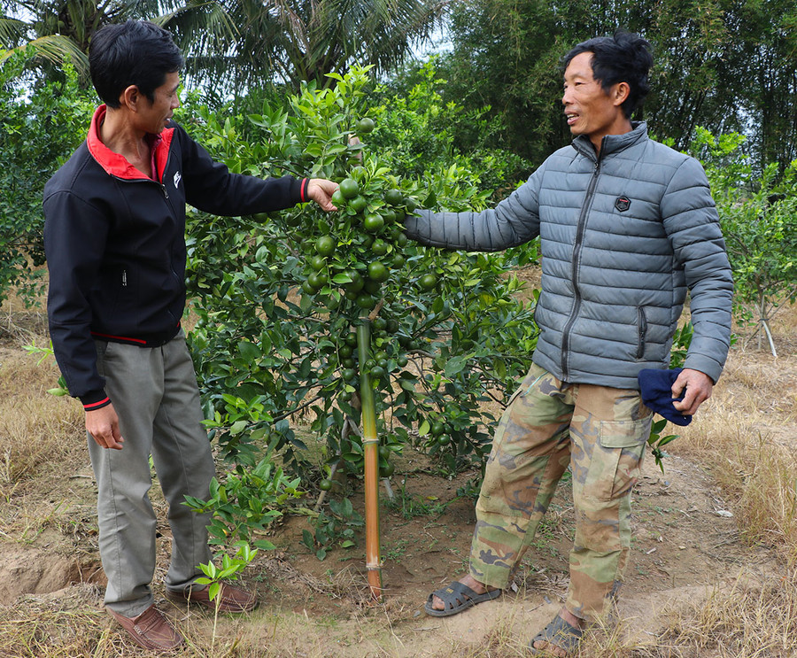 Nhiều hội viên nông dân trên địa bàn xã Cư An được vay vốn Quỹ Hỗ trợ nông dân để đầu tư trồng, chăm sóc cây ăn quả. Ảnh: N.M Nhiều hội viên nông dân trên địa bàn xã Cư An được vay vốn Quỹ Hỗ trợ nông dân để đầu tư trồng, chăm sóc cây ăn quả. Ảnh: N.M
