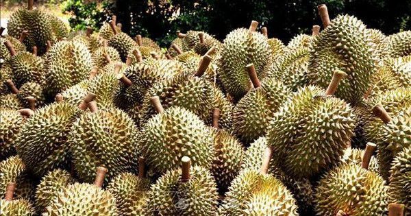 Xuất khẩu sầu riêng sang Campuchia tăng 186 lần (ảnh tư liệu) Xuất khẩu sầu riêng sang Campuchia tăng 186 lần (ảnh tư liệu)