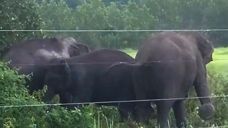 Sau khi người dân xua đuổi, đàn voi trở lại rừng.