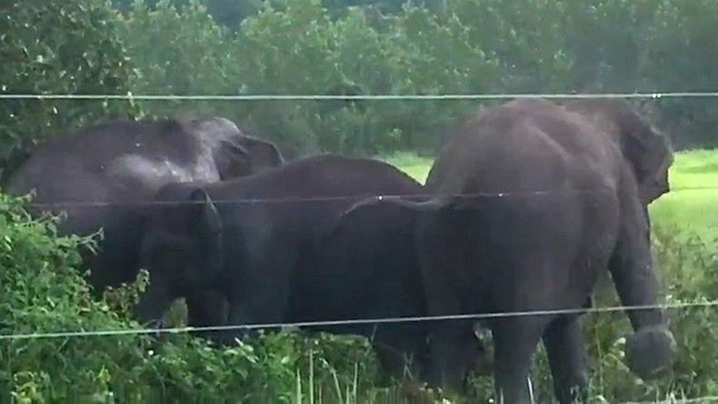 Sau khi người dân xua đuổi, đàn voi trở lại rừng.