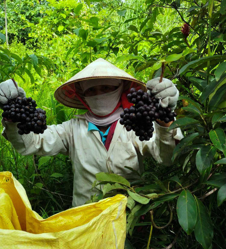 Chị Hiền đang hái nho rừng. Chị Hiền đang hái nho rừng.