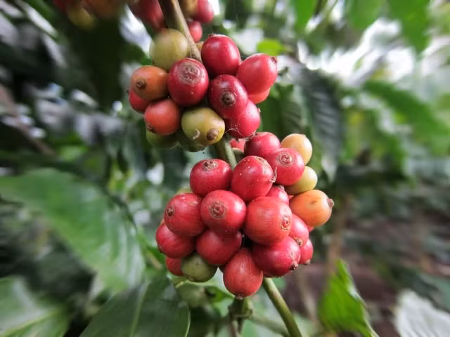 Giá cà phê thêm một cột mốc mới. ẢNH: MINH ĐĂNG