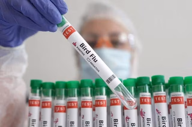 Không có dấu hiệu lây nhiễm từ người sang người đối với ca tử vong vì cúm H5N2 tại Mexico. Ảnh: REUTERS