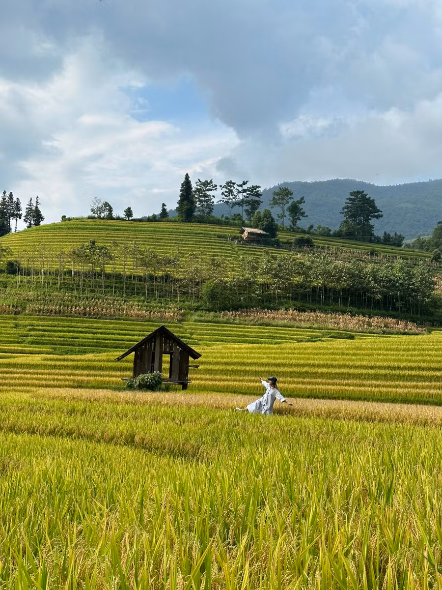 Đứng ở bất kỳ góc nào giữa thung lũng du khách cũng có thể chụp được vô số tấm ảnh đẹp mùa lúa chín.