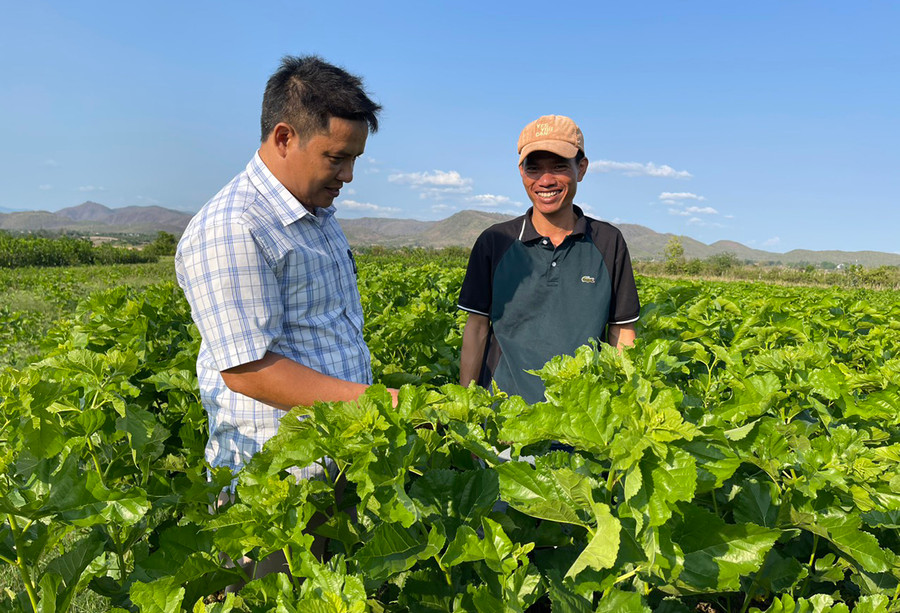 Anh Dương Văn Cương (bìa phải) chia sẻ kinh nghiệm chăm sóc cây dâu tằm. Ảnh: V.C Anh Dương Văn Cương (bìa phải) chia sẻ kinh nghiệm chăm sóc cây dâu tằm. Ảnh: V.C