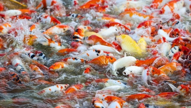 Hơn 12.000 chú cá koi sắc màu được thả xuống hồ Đầm Đông, phố Quảng Bá (phường Quảng An, Tây Hồ, Hà Nội). Hơn 12.000 chú cá koi sắc màu được thả xuống hồ Đầm Đông, phố Quảng Bá (phường Quảng An, Tây Hồ, Hà Nội).