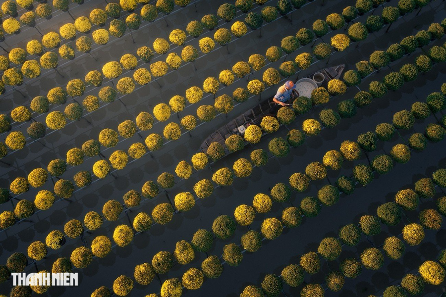 Cánh đồng hoa cúc mâm xôi Sa Đéc, Đồng Tháp nổi bật sắc vàng đặc trưng vào dịp Tết của Cao Kỳ Nhân. Đây là một trong những loại hoa đắt đỏ dịp Tết nhưng vẫn được người dân ưa chuộng vì hoa bền. Đồng thời, sắc vàng tươi cùng kiểu dáng tỏa tròn của hoa tượng trưng cho sự sung túc, sum vầy làm nhiều người chơi hoa kiểng yêu thích trong dịp năm mới