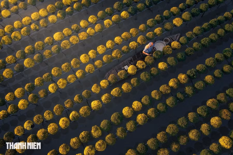 Cánh đồng hoa cúc mâm xôi Sa Đéc, Đồng Tháp nổi bật sắc vàng đặc trưng vào dịp Tết của Cao Kỳ Nhân. Đây là một trong những loại hoa đắt đỏ dịp Tết nhưng vẫn được người dân ưa chuộng vì hoa bền. Đồng thời, sắc vàng tươi cùng kiểu dáng tỏa tròn của hoa tượng trưng cho sự sung túc, sum vầy làm nhiều người chơi hoa kiểng yêu thích trong dịp năm mới