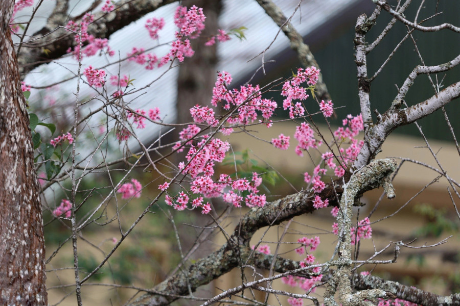 Loài hoa bất ngờ nở rộ vào cuối tháng tư. Ảnh: BÁ DUY