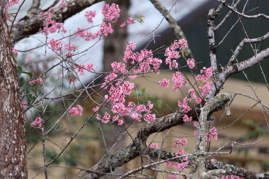 Loài hoa bất ngờ nở rộ vào cuối tháng tư. Ảnh: BÁ DUY