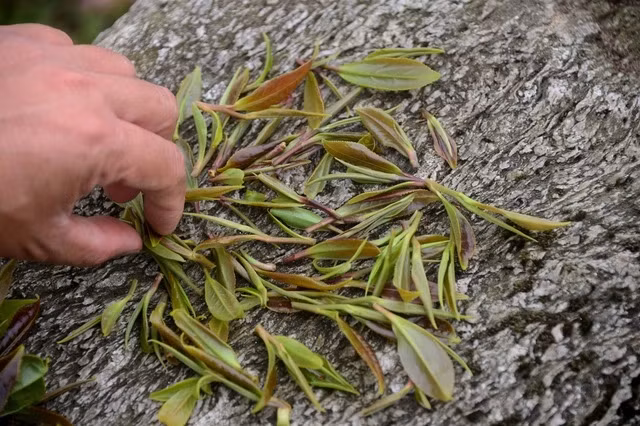 Những búp trà tím thu hái từ vùng trà nguyên sinh Chiêu Lầu Thi. Ảnh: THIÊN Ý