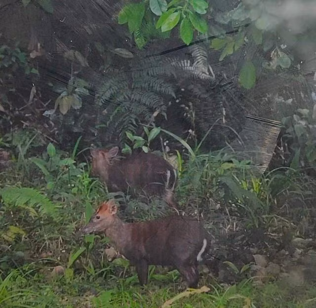 2 cá thể mang Trường Sơn được du khách nước ngoài chụp lại tại Vườn quốc gia Bạch Mã
