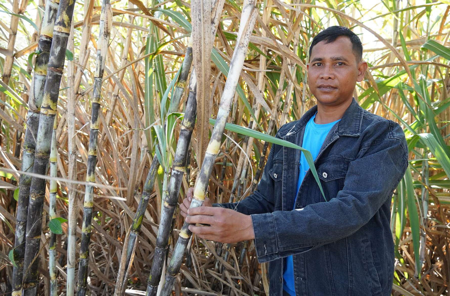 Vườn mía của gia đình anh A Phéo (thôn Đăk Kia, xã Đoàn Kết) bước vào giai đoạn thu hoạch. Ảnh: TL Vườn mía của gia đình anh A Phéo (thôn Đăk Kia, xã Đoàn Kết) bước vào giai đoạn thu hoạch. Ảnh: TL