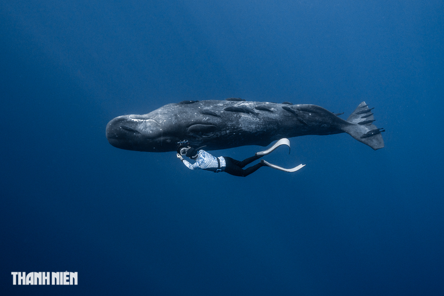 Cá nhà táng là một trong những loài có khả năng lặn sâu nhất thế giới, thường sâu từ 1 - 2 km để kiếm ăn. Mỗi lần lặn như thế có thể kéo dài hơn 1 - 2 giờ. Vì thế, việc "săn lùng" chúng để ghi hình là thách thức lớn với bất kỳ nhiếp ảnh gia chuyên nghiệp nào. Ảnh: Nguyễn Ngọc Thiện Cá nhà táng là một trong những loài có khả năng lặn sâu nhất thế giới, thường sâu từ 1 - 2 km để kiếm ăn. Mỗi lần lặn như thế có thể kéo dài hơn 1 - 2 giờ. Vì thế, việc "săn lùng" chúng để ghi hình là thách thức lớn với bất kỳ nhiếp ảnh gia chuyên nghiệp nào. Ảnh: Nguyễn Ngọc Thiện