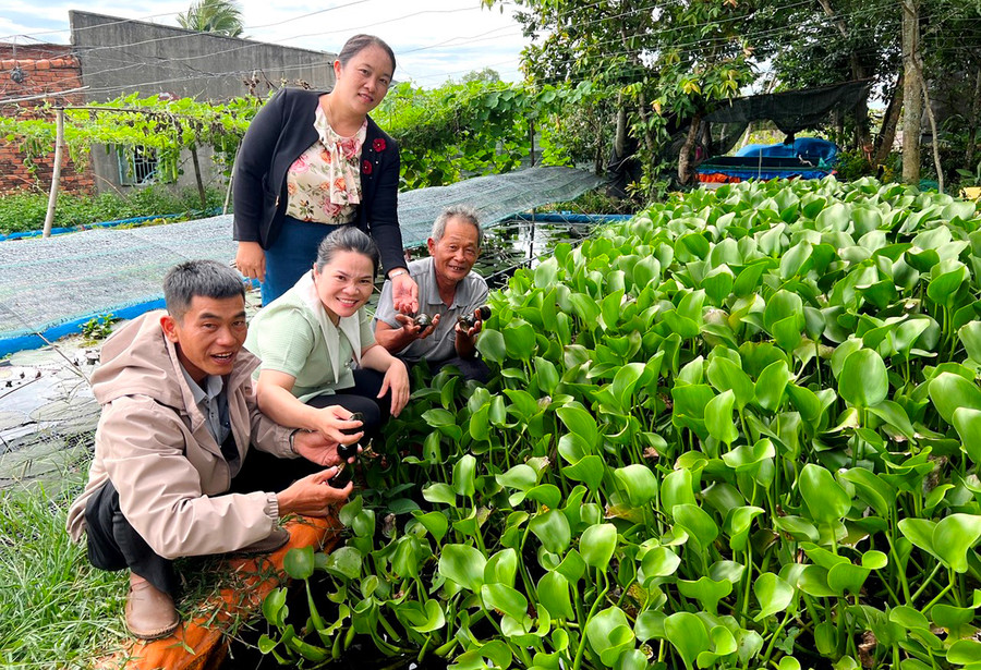 Cán bộ xã Xuân An tham quan mô hình nuôi ốc lác Thái Lan của hộ ông Phan Xuân Phương (thôn An Xuân 2). Ảnh: Đ.Y Cán bộ xã Xuân An tham quan mô hình nuôi ốc lác Thái Lan của hộ ông Phan Xuân Phương (thôn An Xuân 2). Ảnh: Đ.Y