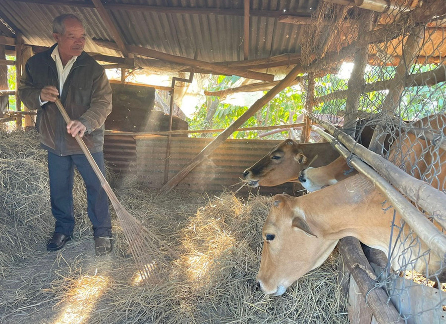 Ông Rơ Châm Her chăm sóc đàn bò của gia đình. Ảnh: A.H