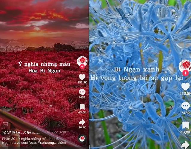 Ý nghĩa của những màu hoa bỉ ngạn. CHỤP MÀN HÌNH
