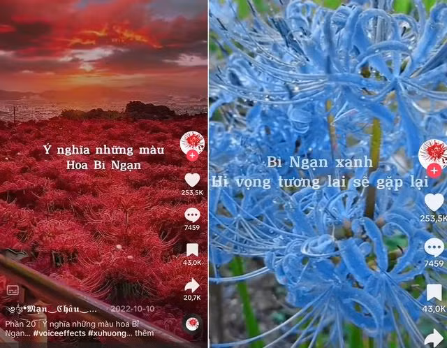 Ý nghĩa của những màu hoa bỉ ngạn. CHỤP MÀN HÌNH