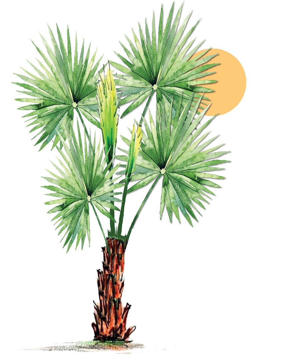 Minh họa: T.N Minh họa: T.N