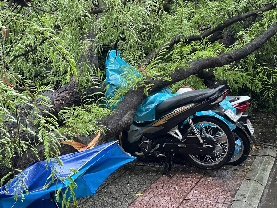 Cây ngã đè nhiều xe máy nhưng may mắn không có thương vong. Cây ngã đè nhiều xe máy nhưng may mắn không có thương vong.