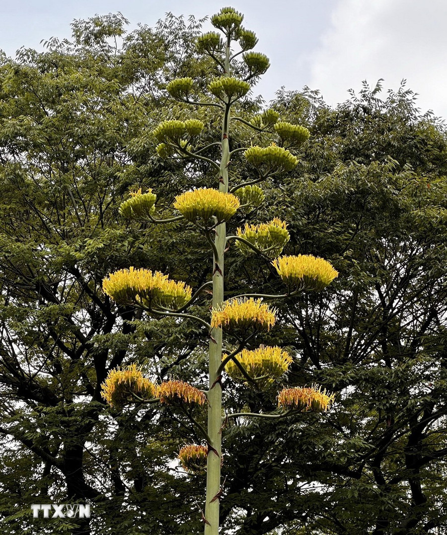 Cây thùa nở hoa vàng rực rỡ ở tại Công viên Hibiya ở Tokyo. (Ảnh: Nguyễn Tuyến/TTXVN)