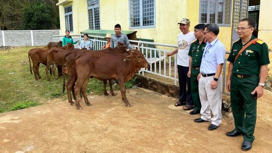 Bà con đồng bào S’tiêng (huyện Bù Gia Mập) được trao bò sinh sản để phát triển kinh tế, góp phần thoát nghèo. Ảnh: HOÀNG BẮC