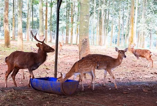 Ảnh minh họa. (Ảnh: Hồng Đạt/TTXVN)