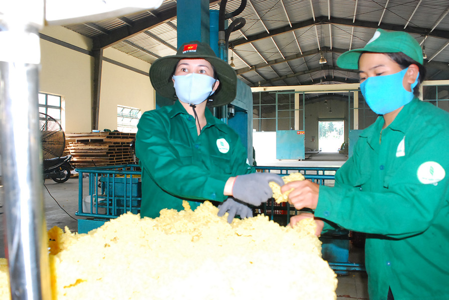 Công nhân Công ty TNHH một thành viên Cao su Chư Păh xử lý mủ cao su. Ảnh: Vĩnh Hoàng