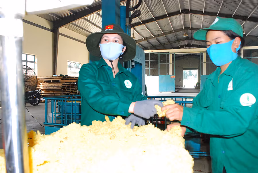 Công nhân Công ty TNHH một thành viên Cao su Chư Păh xử lý mủ cao su. Ảnh: Vĩnh Hoàng Công nhân Công ty TNHH một thành viên Cao su Chư Păh xử lý mủ cao su. Ảnh: Vĩnh Hoàng