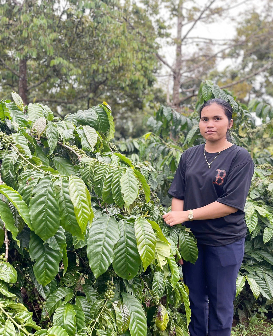 Gia đình chị H'Thoi đang canh tác 2 ha cây cà phê. Ảnh: P.D Gia đình chị H'Thoi đang canh tác 2 ha cây cà phê. Ảnh: P.D