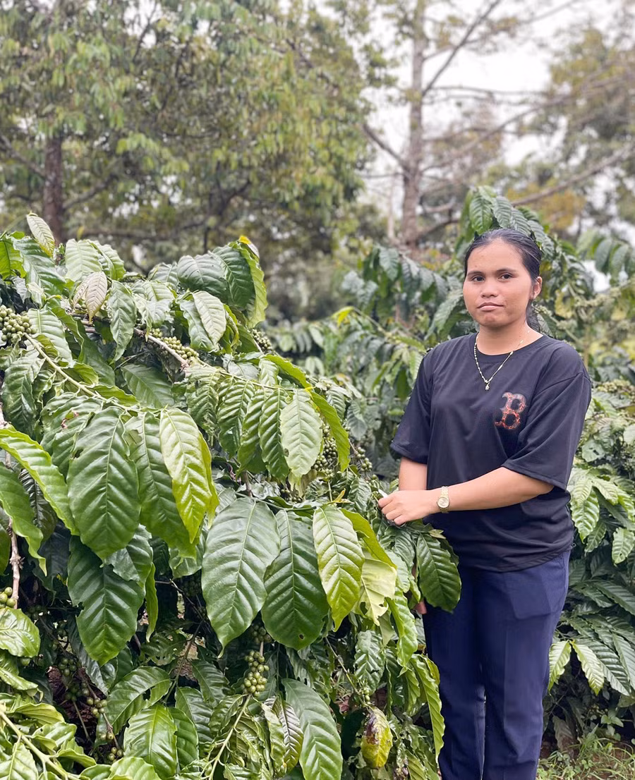 Gia đình chị H'Thoi đang canh tác 2 ha cây cà phê. Ảnh: P.D