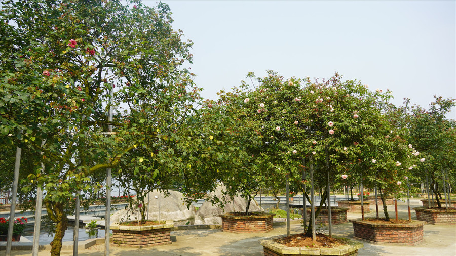 Ông Nguyễn Đức Huấn, nhân viên Cảnh quan - Vườn hồng cổ Sa Pa cho biết: “Đối với đồi hoa hồng cổ Sa Pa thì việc chăm sóc được tiến hành rất tỉ mỉ để bảo tồn và tạo ra những bông hoa đẹp nhất”. Ảnh: Phạm Quỳnh