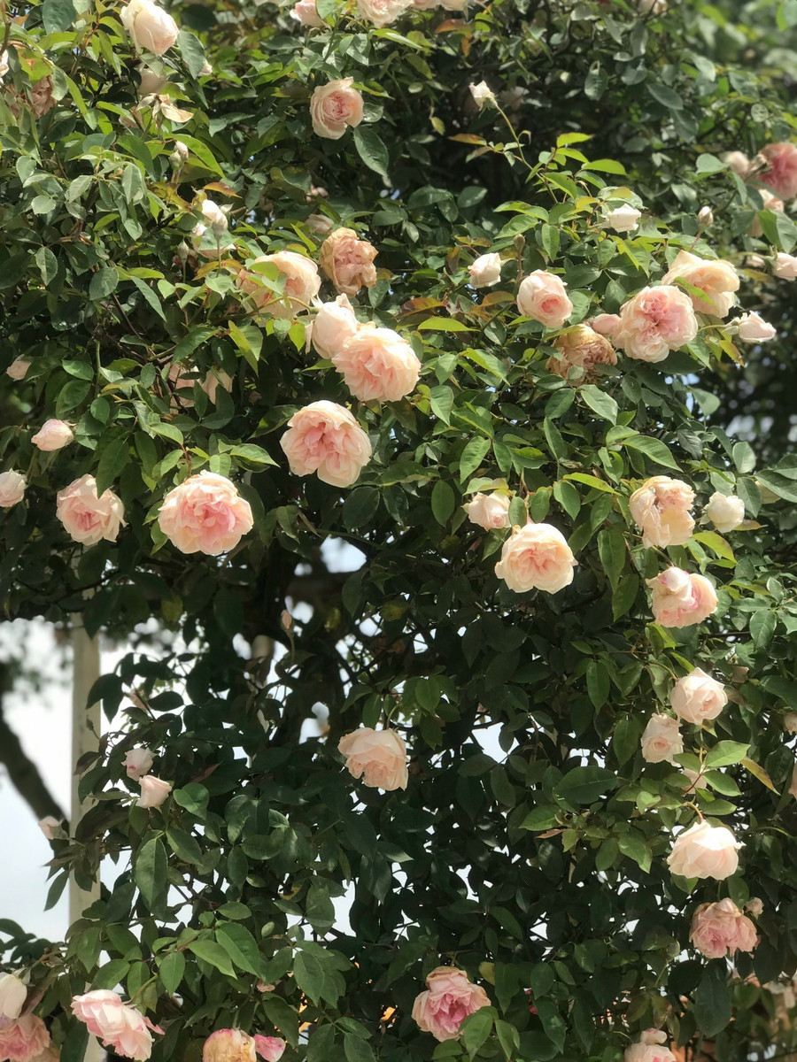 Trong những năm gần đây, Vườn hoa hồng cổ Sa Pa là điểm đến nổi tiếng với du khách trong nước và Quốc tế. Ảnh: Phạm Quỳnh