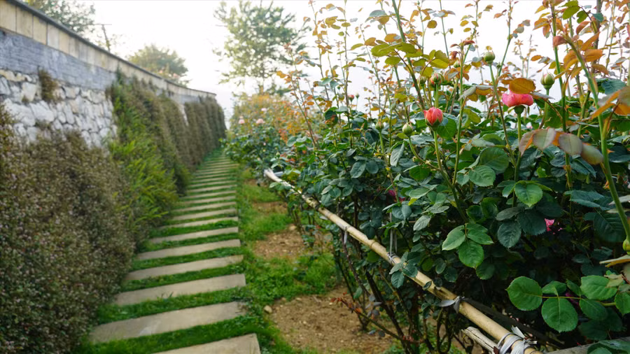 Vườn hồng cổ Sa Pa có cảnh quan thiên nhiên tươi đẹp, bao quát trọn vẹn vẻ đẹp của núi rừng và Sa Pa. Ảnh: Phạm Quỳnh