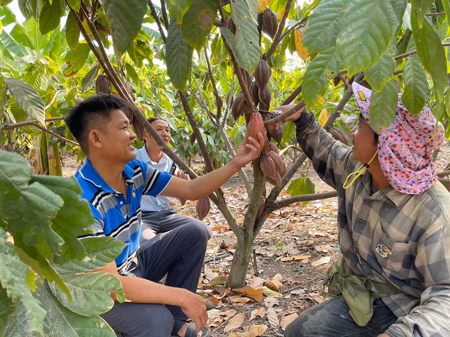 Sau 3 năm, mô hình ca cao tại xã Pờ Tó bắt đầu cho thu hoạch. Ảnh: Vũ Chi