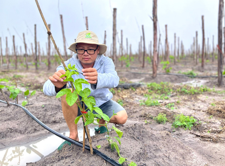 Dù giá quả chanh dây đang ở mức thấp nhưng ông Nguyễn Phi Hùng (xã Đak Jơ Ta, huyện Mang Yang) vẫn tiếp tục chọn giống chanh dây Đài Nông 1 Đức Điền để trồng thêm khoảng 12 ha. Ảnh: Minh Phương