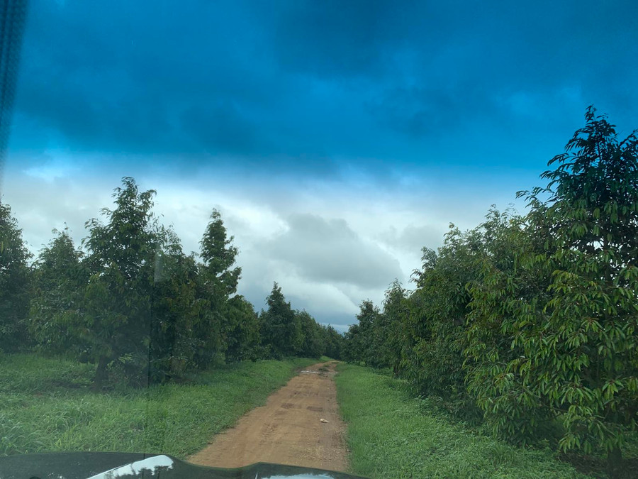 Với bầu Đức giờ đây, lái xe đi trong vườn cây xanh mướt là cảm giác &quot;không gì feeling hơn&quot;. Ảnh: N.H