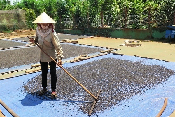 Giá hồ tiêu bất ngờ tăng lên đến 100.000 đồng/kg giúp cho nông dân lãi lớn