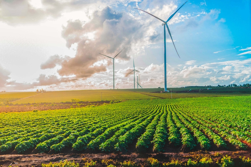 Cánh đồng điện gió xã Ia Pết (huyện Đak Đoa, Gia Lai). Ảnh: Phạm Quý