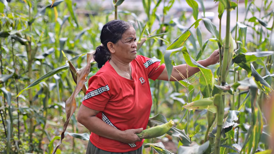 Hiện nay, gia đình bà K'Them vẫn đang canh tác tại 2 lô đất đã sang nhượng bằng giấy viết tay cho bà Hồng vào năm 2016