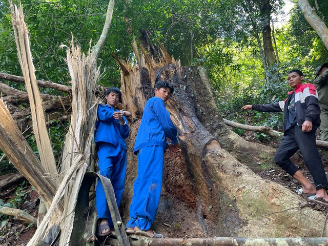 Các nghi phạm tại hiện trường vụ cưa hạ rừng trái phép.