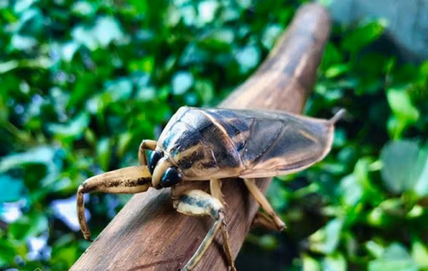 Con cà cuống (nguồn: Internet).